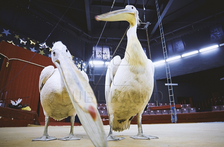 В кишиневском цирке готовятся к новому представлению (ФОТО)