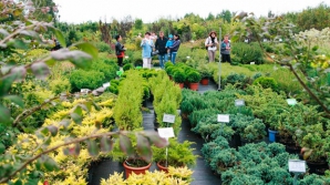 На ярмарке  в Ботаническом саду представлено более 400 видов декоративных растений