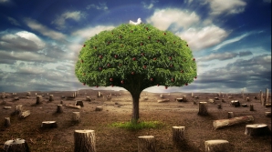 Около тысячи гектаров зелёных насаждений лишился Кишинев за последние 20 лет