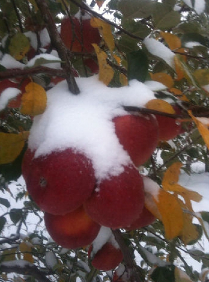 Ассоциация производителей фруктов Nord Fruct сообщает о крупных потерях урожая  