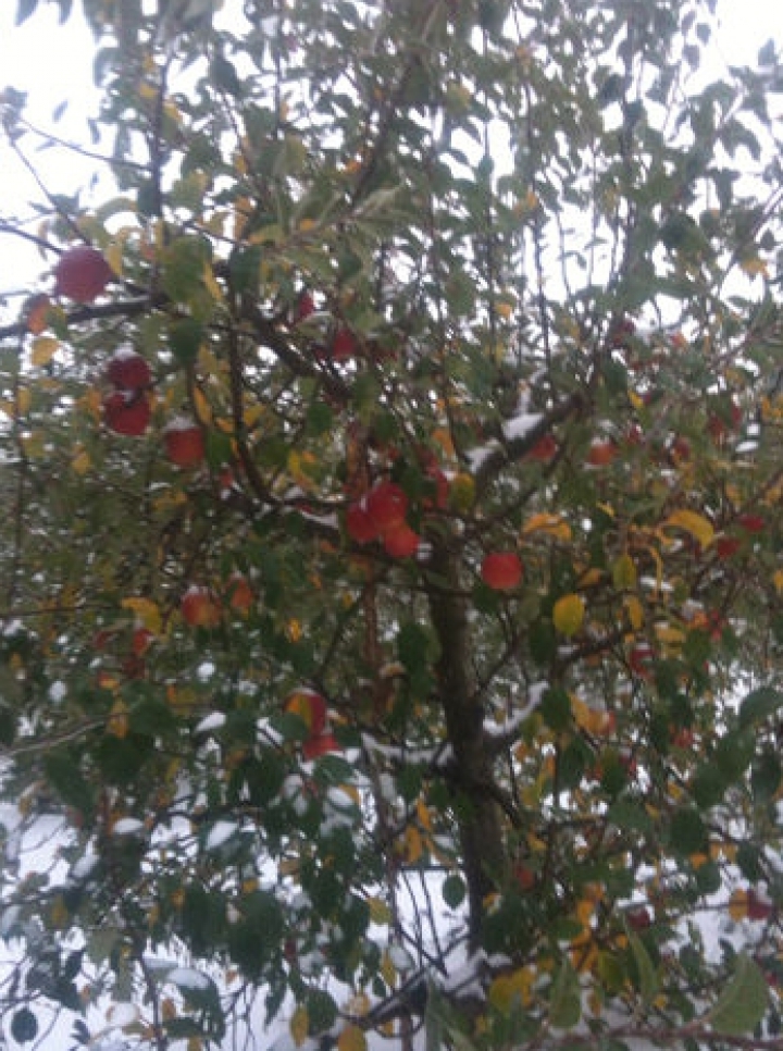 Ассоциация производителей фруктов Nord Fruct сообщает о крупных потерях урожая  