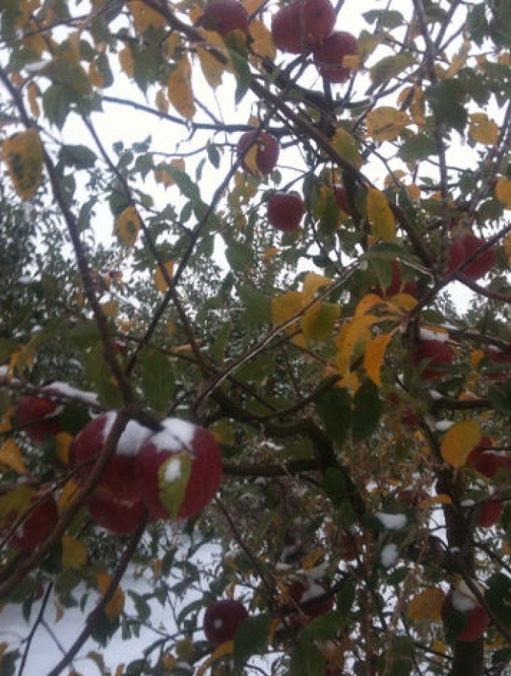 Ассоциация производителей фруктов Nord Fruct сообщает о крупных потерях урожая  