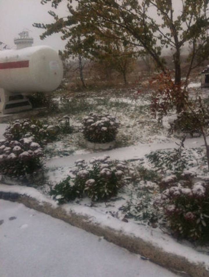 Ассоциация производителей фруктов Nord Fruct сообщает о крупных потерях урожая  