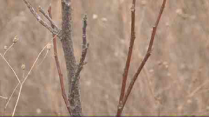 Две плантации грецкого ореха в Хынчештском районе не уродились из-за безответственности властей