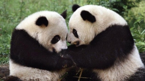 Панды занялись рестлингом в одном из приютов для животных в Китае (ВИДЕО)