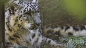 Снежный барс и степной бык не сразу предстанут перед посетителями зоопарка