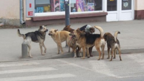 Проект регламента предусматривает запрет на убийство бездомных животных