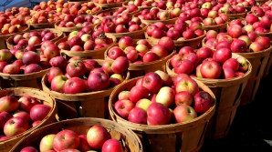 Минсельхоз хочет сбыть яблоки в детсады и школы. Там говорят, что столько фруктов не нужно
