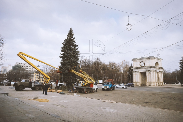 Рождественскую ель установили в центре столицы (ФОТО) 