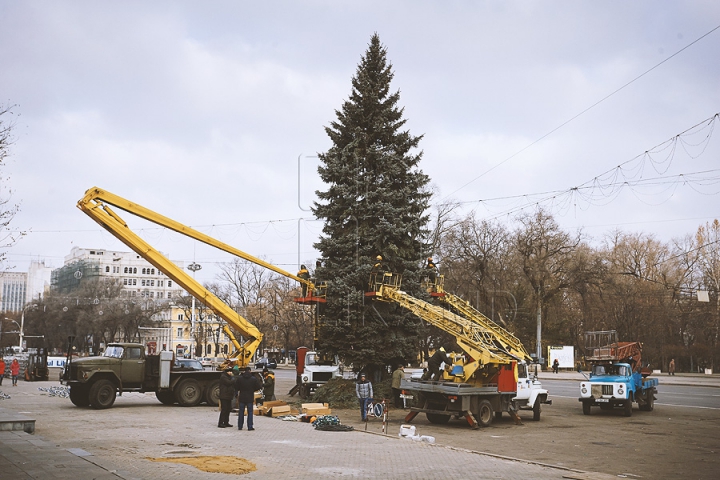 Рождественскую ель установили в центре столицы (ФОТО) 