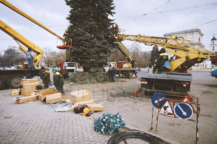 Рождественскую ель установили в центре столицы (ФОТО) 