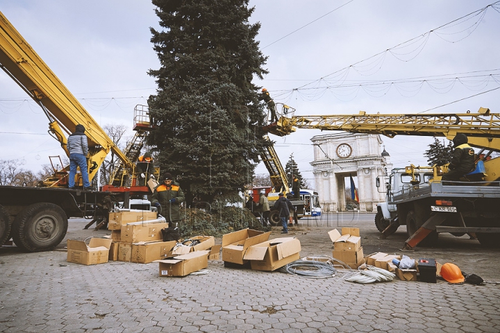 Рождественскую ель установили в центре столицы (ФОТО) 