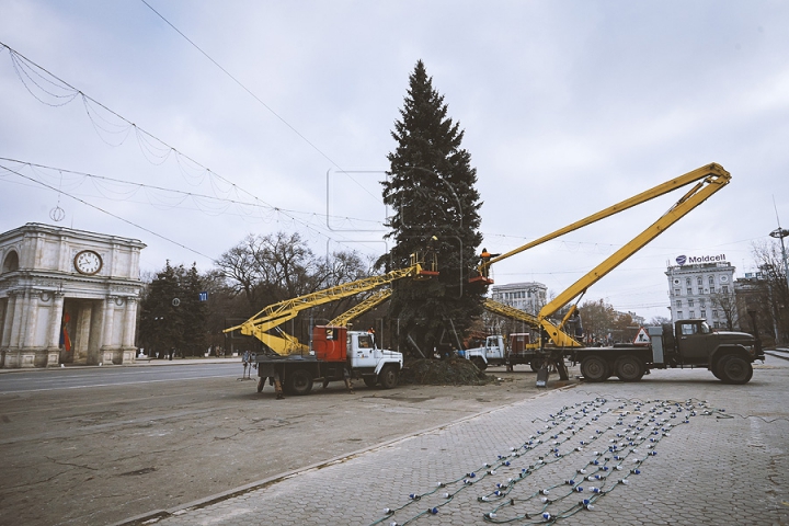 Рождественскую ель установили в центре столицы (ФОТО) 