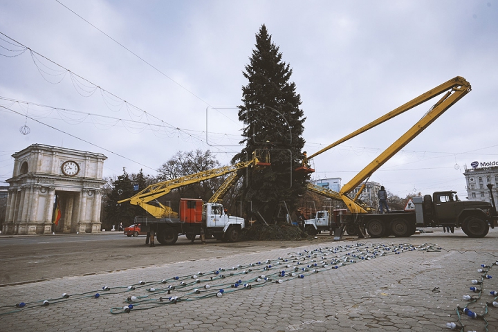 Рождественскую ель установили в центре столицы (ФОТО) 