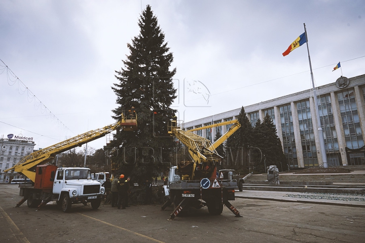 Рождественскую ель установили в центре столицы (ФОТО) 