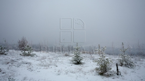 Аграрии рады снегу: сельхозкультурам обеспечен необходимый запас влаги 