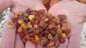 В Калининградской области продолжается янтарная лихорадка