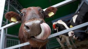 «Мерседесы», коровы и говядина: двое молдаван незаконно перевозили живой товар и мясо