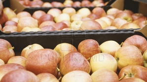 Минсельхоз будет настаивать на расширении списка экспортеров яблок