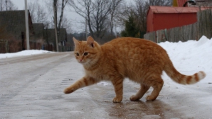 Синоптики обещают 19 марта гололед и туман