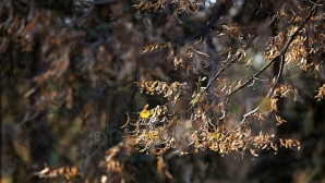 В эти выходные в Молдове будет до +11