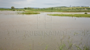 В Хынчештах затопило десятки дворов и огородов из-за разлива реки Когыльник