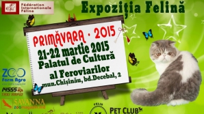 Царство мурчащих: в столице проходит весенняя выставка кошек