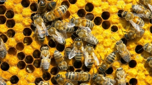 Свыше двадцати пчеловодов из Комрата жалуются на массовую гибель пчелиных семей