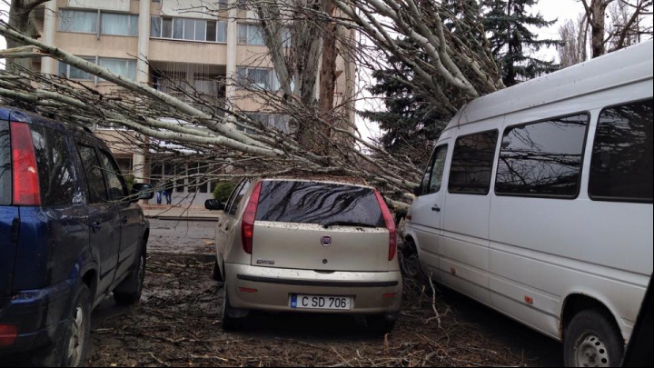 Сильный ветер нанес ущерб некоторым автовладельцам (ФОТО)