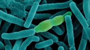 Пентагон "дико извиняется" за то, что случайно разослал споры сибирской язвы