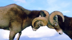 Два принципиальных водителя "уперлись рогами" на одной из улиц Кишинева