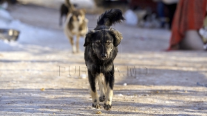 В Леова бездомные собаки терроризируют местных жителей