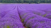 Для любителей прекрасного: в селе Кобуска проходит фестиваль "Lavander Fest"