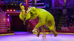 В Германии цирковой слон убил человека 