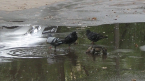 На большей части Молдовы возможны дожди с грозами
