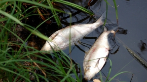 Мертвая рыба всплыла на озере парка "Valea Morilor"