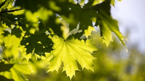 В четверг в Кишиневе ожидается до +28