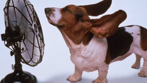 Молдова плавится от жары: самый жаркий день в этом году