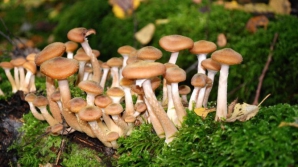 В Молдове открыт сезон отравления грибами: 13 жертв за два месяца