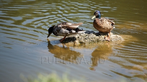 В Молдове 18 июня осадков не ожидается