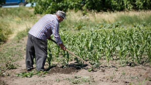 Крестьяне из села Пырлица Фалештского района обвиняют работодателя в задержке зарплаты