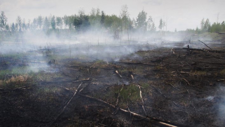 На востоке Киевской области загорелись торфяники