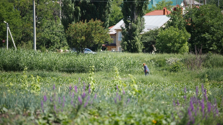 Молдавские фермеры продолжают работы, несмотря на жару (ФОТО)