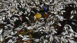 Из-за мора рыбы в Чимишлийском районе болеют дети и мрут овцы