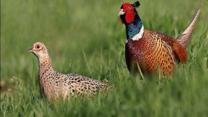 Из Венгрии в Молдову привезли 20 тысяч молодых фазанов