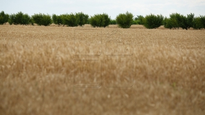 Урожай зерновых культур будет вдвое меньше прошлогоднего