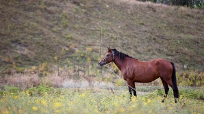 Единственная коневодческая ферма Молдовы на грани банкротства из-за отсутствия помощи от властей