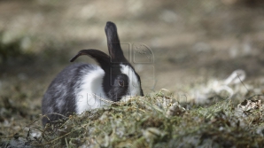 Охоту на зайцев могут запретить на ближайшие три года