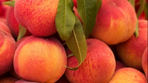 В Молдове - богатый урожай персиков, но возможность его продать невелика