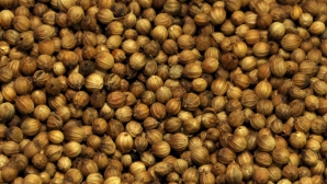 В селе Никорены собрали первый в Молдове урожай кориандра